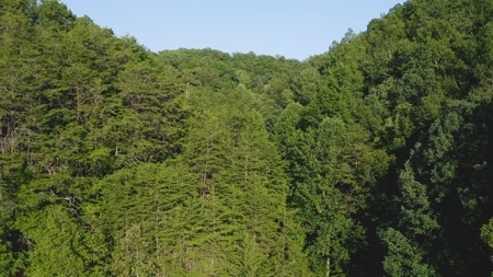 88 Acres With Small Country Home in East TN For Sale - image 15