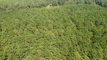 Recreational Timberland for Sale in Hyde Co, Scranton, NC - image 17