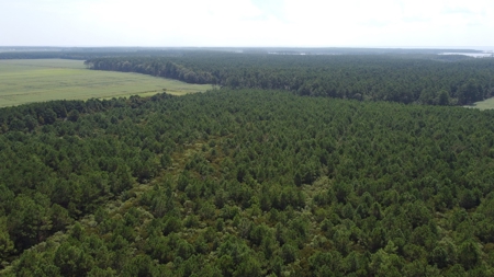 Recreational Timberland for Sale in Hyde Co, Scranton, NC - image 11