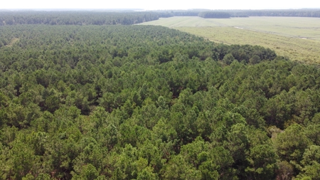 Recreational Timberland for Sale in Hyde Co, Scranton, NC - image 4