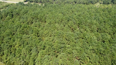 Recreational Timberland for Sale in Hyde Co, Scranton, NC - image 16