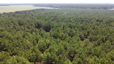 Recreational Timberland for Sale in Hyde Co, Scranton, NC - image 3