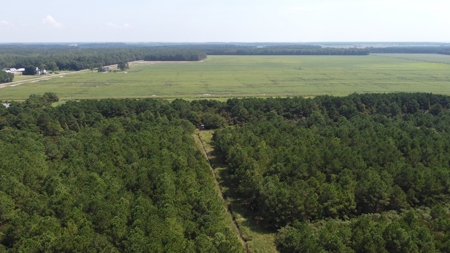 Recreational Timberland for Sale in Hyde Co, Scranton, NC - image 12