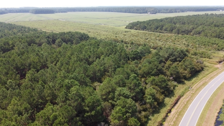 Recreational Timberland for Sale in Hyde Co, Scranton, NC - image 5