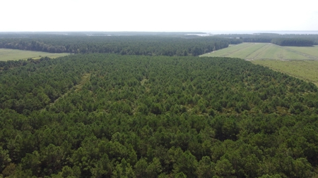 Recreational Timberland for Sale in Hyde Co, Scranton, NC - image 9