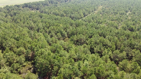 Recreational Timberland for Sale in Hyde Co, Scranton, NC - image 8
