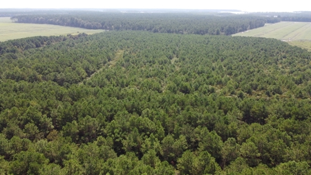 Recreational Timberland for Sale in Hyde Co, Scranton, NC - image 6