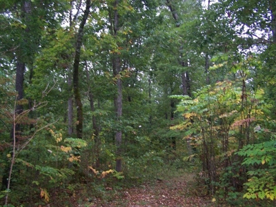 Quality Hunting Property For Sale Arkansas Ozarks - image 7