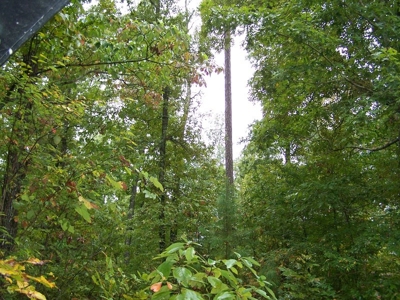 Quality Hunting Property For Sale Arkansas Ozarks - image 3