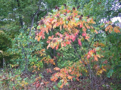 Quality Hunting Property For Sale Arkansas Ozarks - image 19