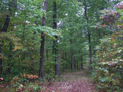 Quality Hunting Property For Sale Arkansas Ozarks - image 4