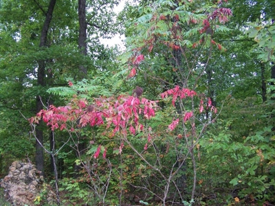 Quality Hunting Property For Sale Arkansas Ozarks - image 6