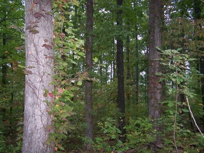 Quality Hunting Property For Sale Arkansas Ozarks - image 9
