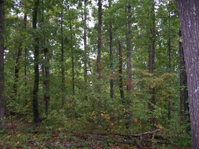 Quality Hunting Property For Sale Arkansas Ozarks - image 5