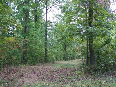 Quality Hunting Property For Sale Arkansas Ozarks - image 14