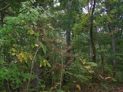 Quality Hunting Property For Sale Arkansas Ozarks - image 8