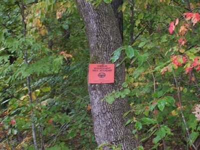 Quality Hunting Property For Sale Arkansas Ozarks - image 18