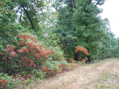 Quality Hunting Property For Sale Arkansas Ozarks - image 11