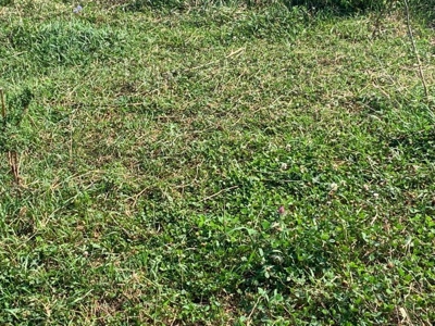Farm For Sale - image 10