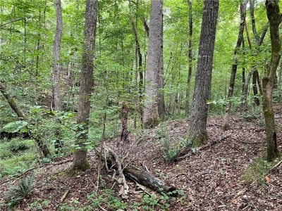 Highly sought after land in North Georgia Mountains - image 8