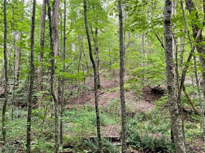 Highly sought after land in North Georgia Mountains - image 12