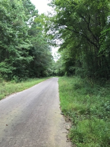 Timberland Investment Property - image 19