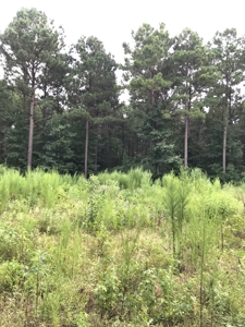 Timberland Investment Property - image 16