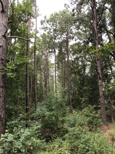 Timberland Investment Property - image 12