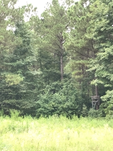 Timberland Investment Property - image 7