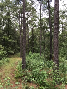 Timberland Investment Property - image 15