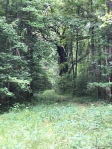 Timberland Investment Property - image 13