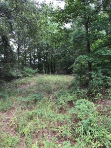 Timberland Investment Property - image 8