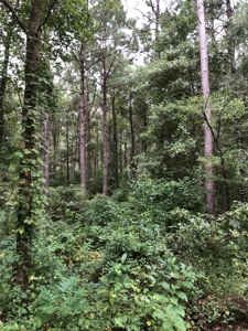 Timberland Investment Property - image 2
