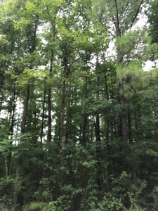 Timberland Investment Property - image 4