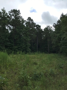 Timberland Investment Property - image 17
