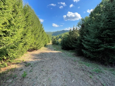 Land for Sale in Pilot VA - image 19
