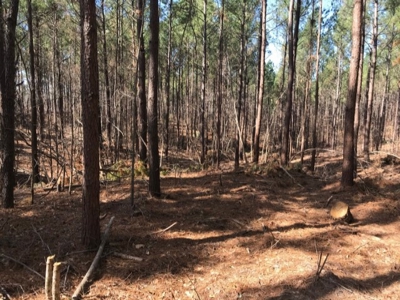 92+/- Acres In Bowie County, Texas - image 11