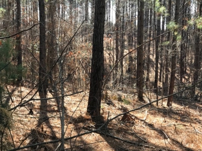 92+/- Acres In Bowie County, Texas - image 7