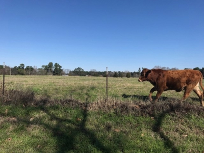 92+/- Acres In Bowie County, Texas - image 1