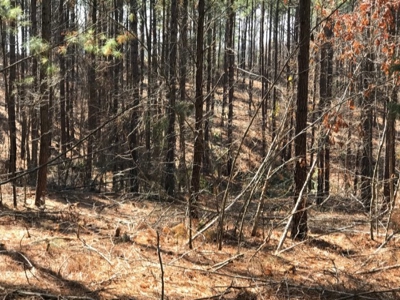 92+/- Acres In Bowie County, Texas - image 6