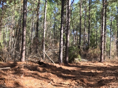 92+/- Acres In Bowie County, Texas - image 10