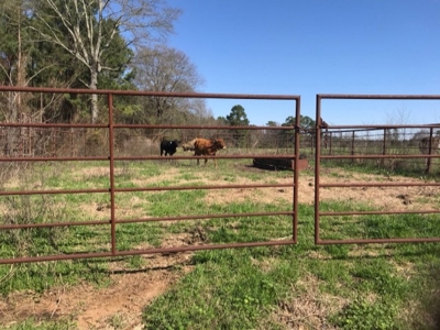92+/- Acres In Bowie County, Texas - image 2