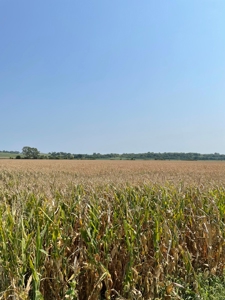 Tract 3 Gerald E Luke & Mary E Luke Trust Farm Land Auction - image 15