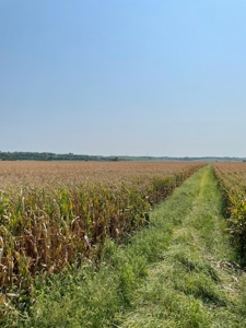 Tract 3 Gerald E Luke & Mary E Luke Trust Farm Land Auction - image 17