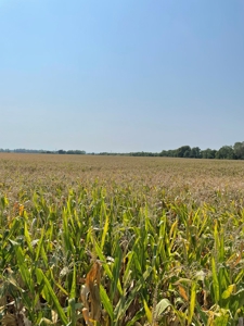 Tract 3 Gerald E Luke & Mary E Luke Trust Farm Land Auction - image 19