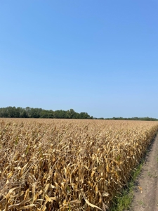Tract 3 Gerald E Luke & Mary E Luke Trust Farm Land Auction - image 3