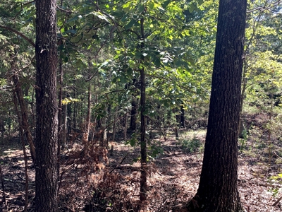 5 Acres for sale in Yellville, AR - image 2