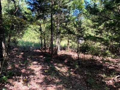 5 Acres for sale in Yellville, AR - image 3