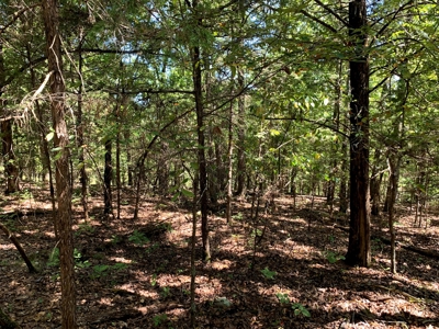 5 Acres for sale in Yellville, AR - image 8