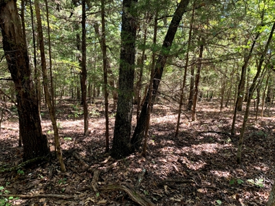 5 Acres for sale in Yellville, AR - image 6